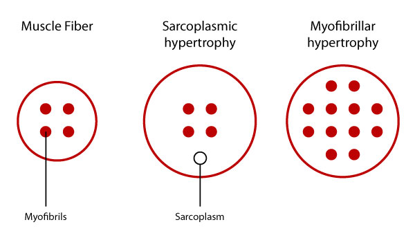 sarcoplasmic-hypertrophy-vs-myofibrillar-hypertrophy